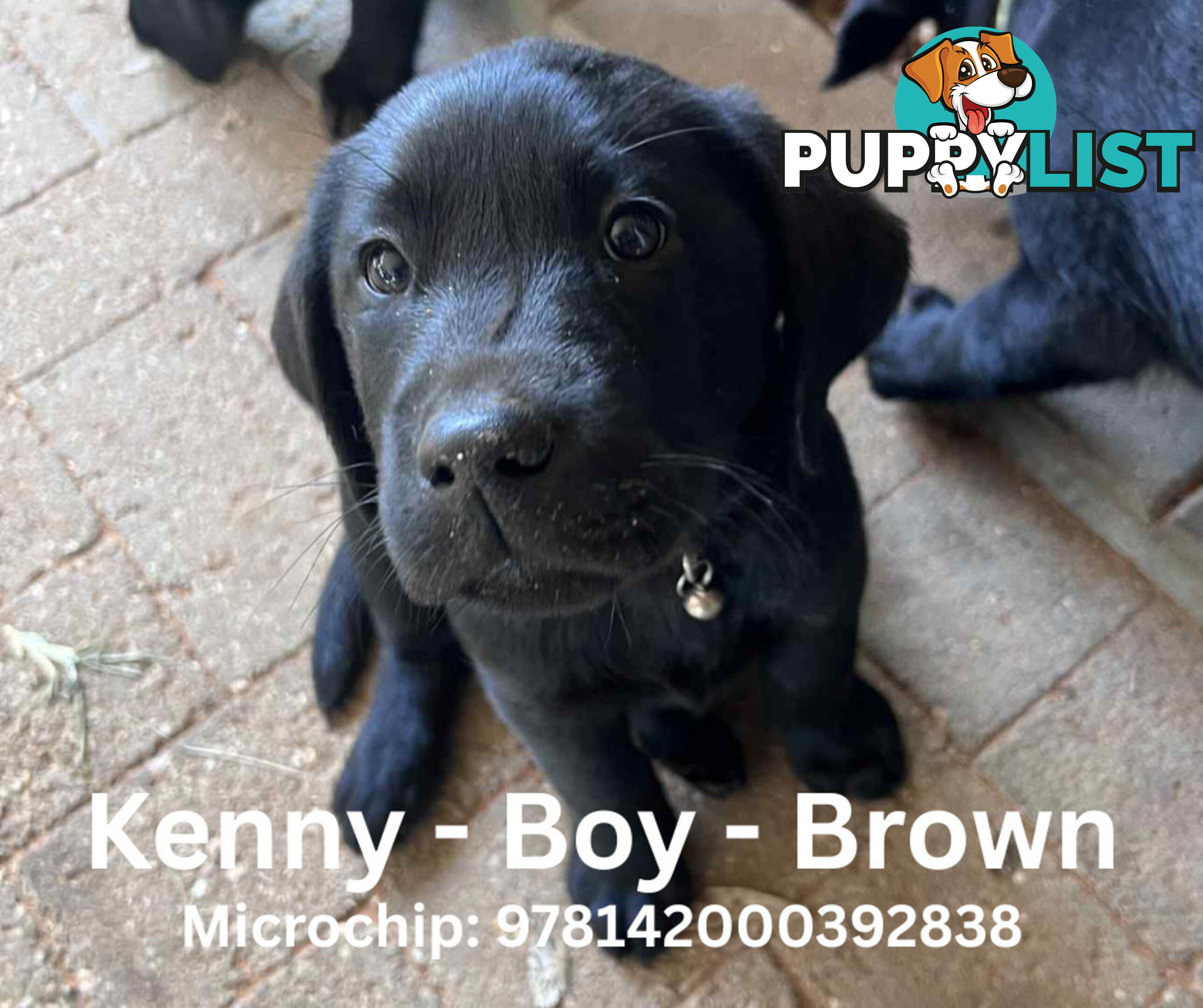 Purebred Black Labrador Puppies - Available Now