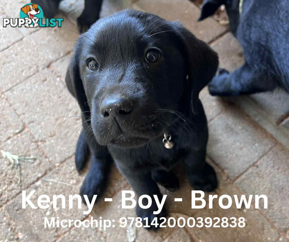 Purebred Black Labrador Puppies - Available Now