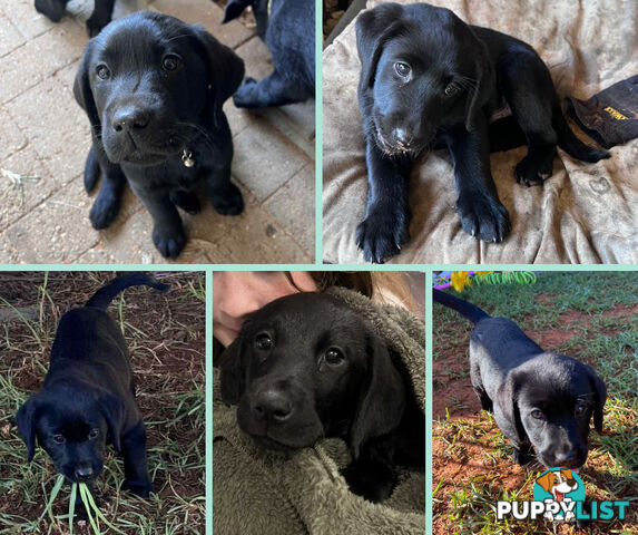 Purebred Black Labrador Puppies - Available Now