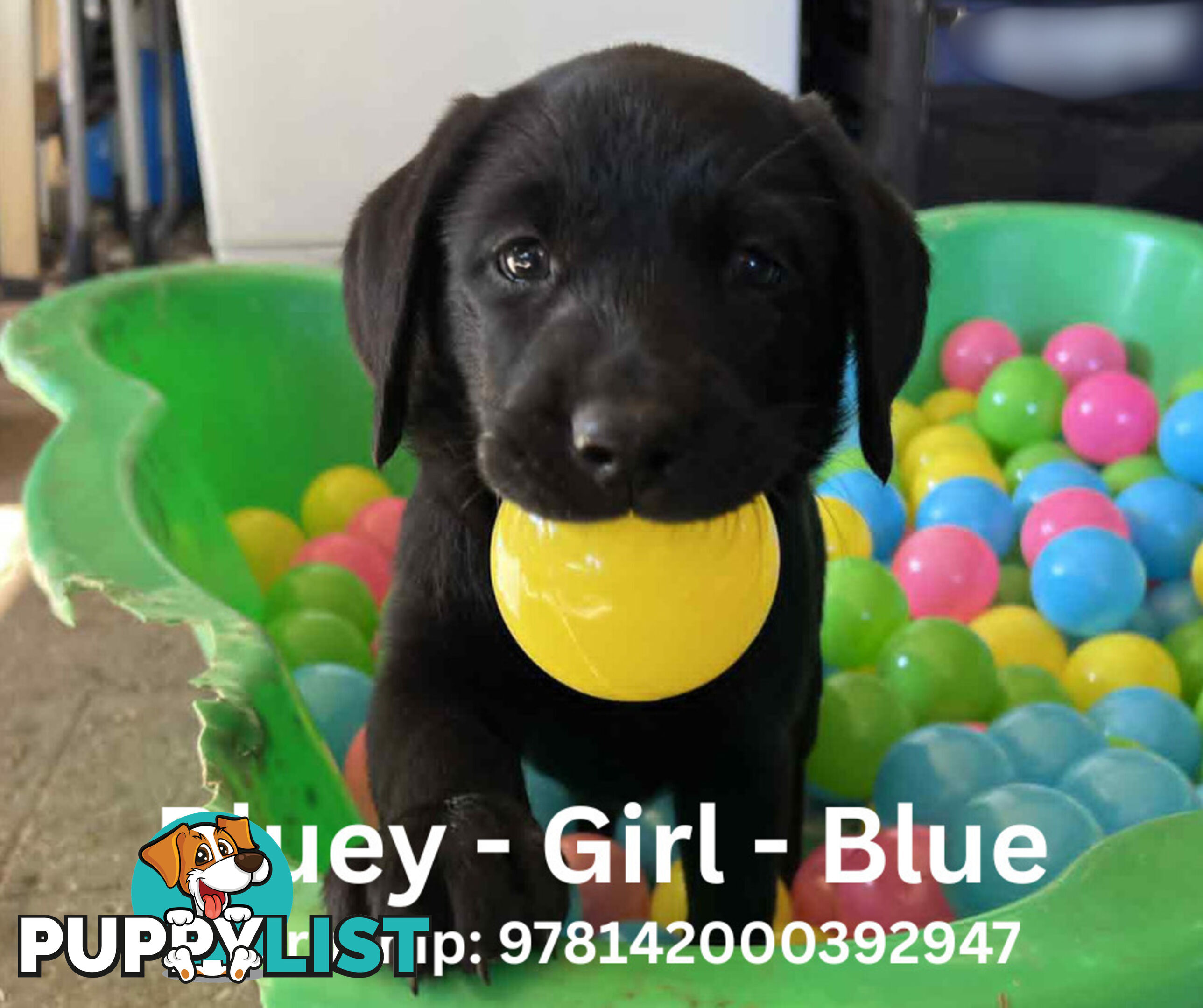 Purebred Black Labrador Puppies - Available Now