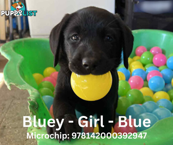 Purebred Black Labrador Puppies - Available Now