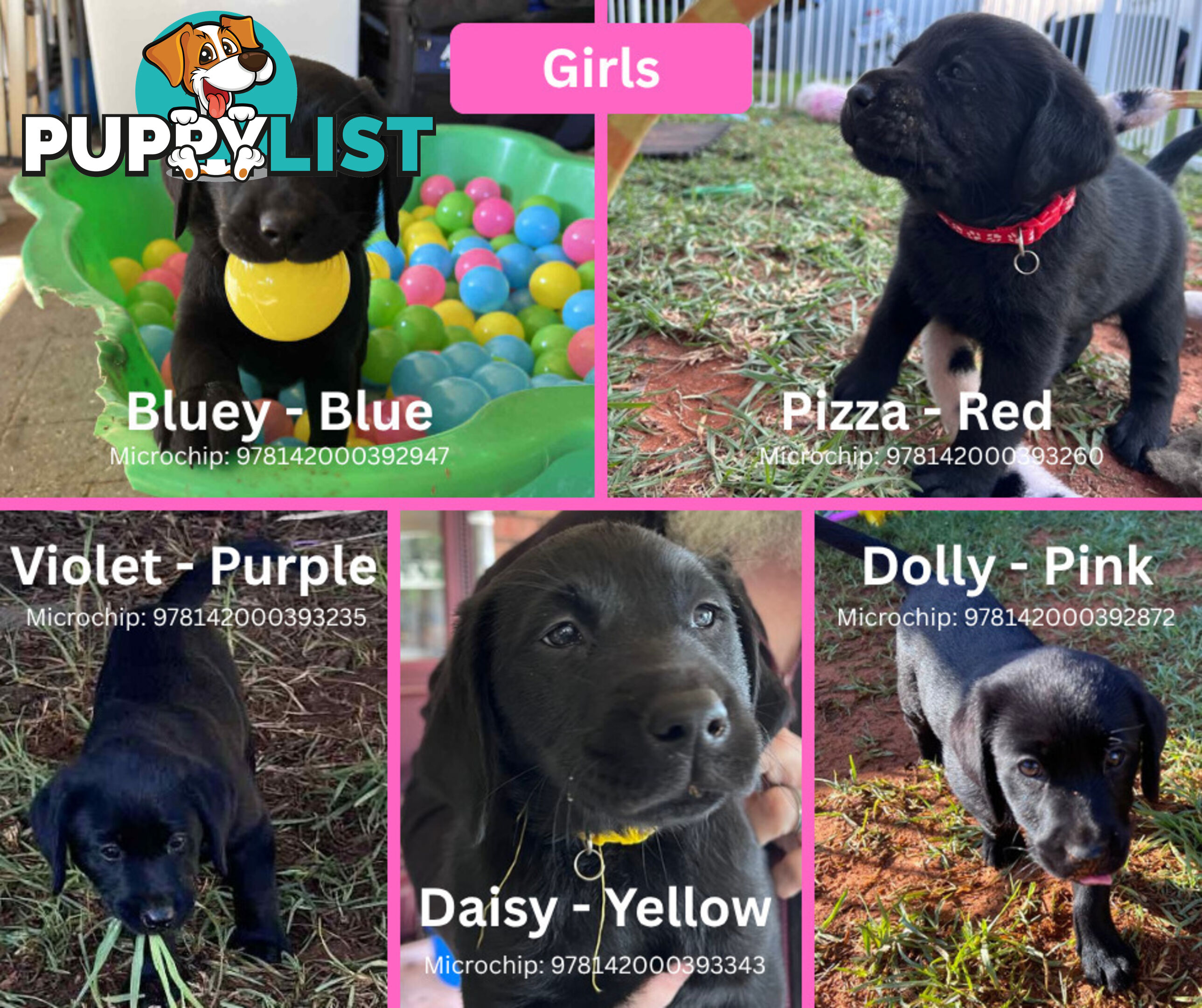 Purebred Black Labrador Puppies - Available Now