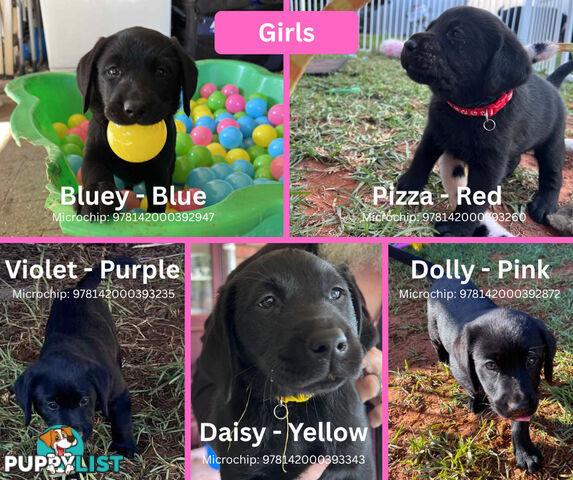 Purebred Black Labrador Puppies - Available Now