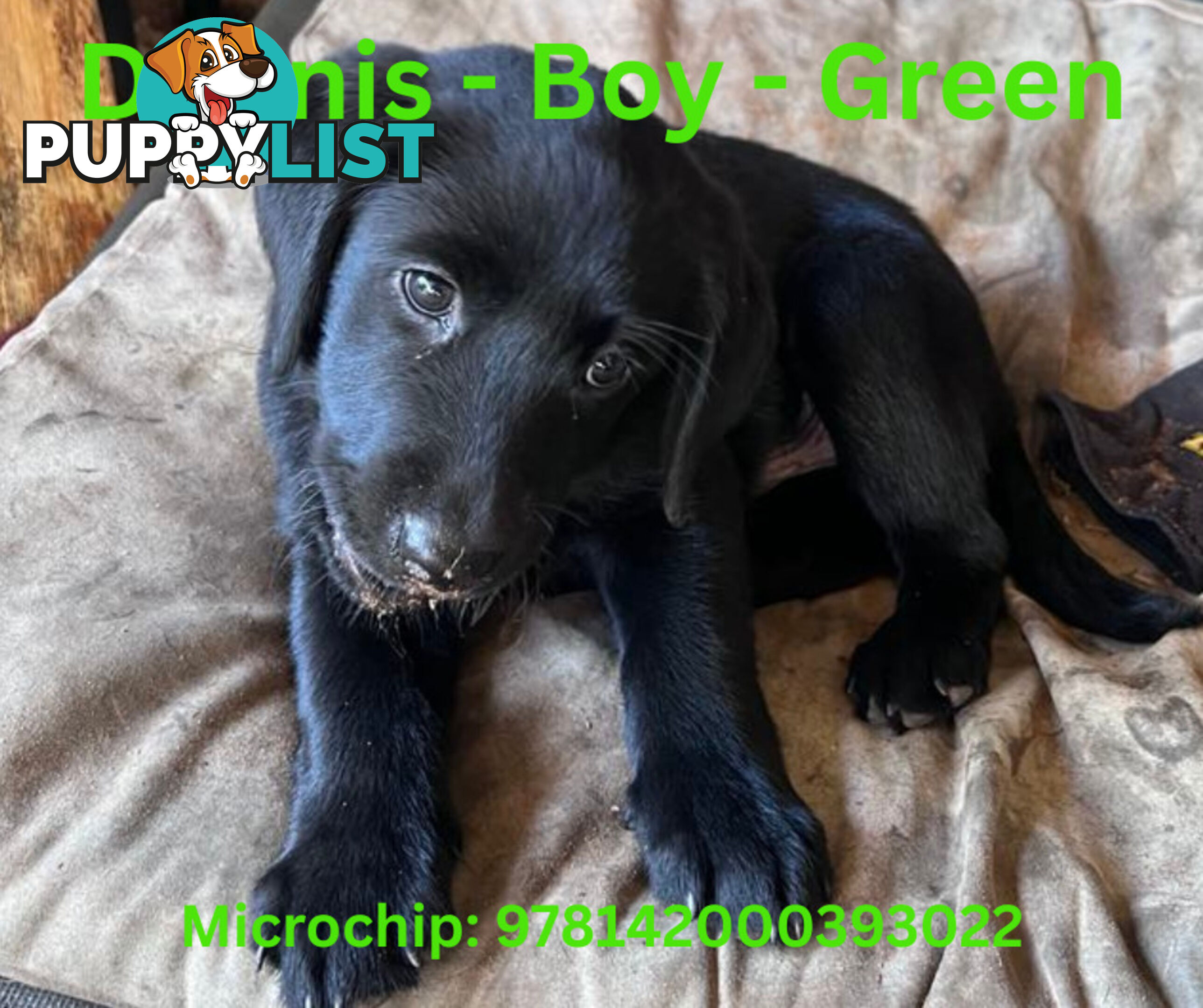 Purebred Black Labrador Puppies - Available Now