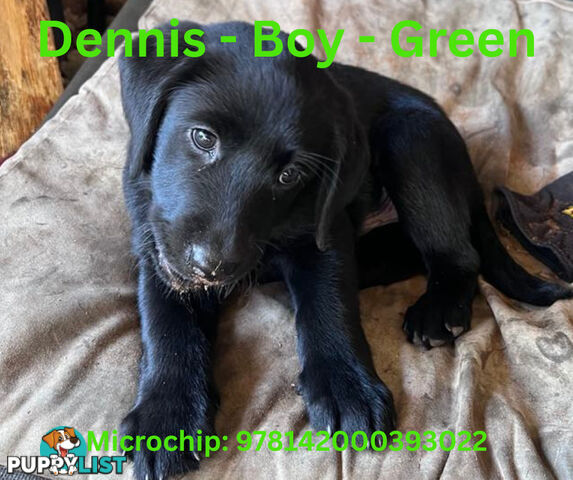 Purebred Black Labrador Puppies - Available Now