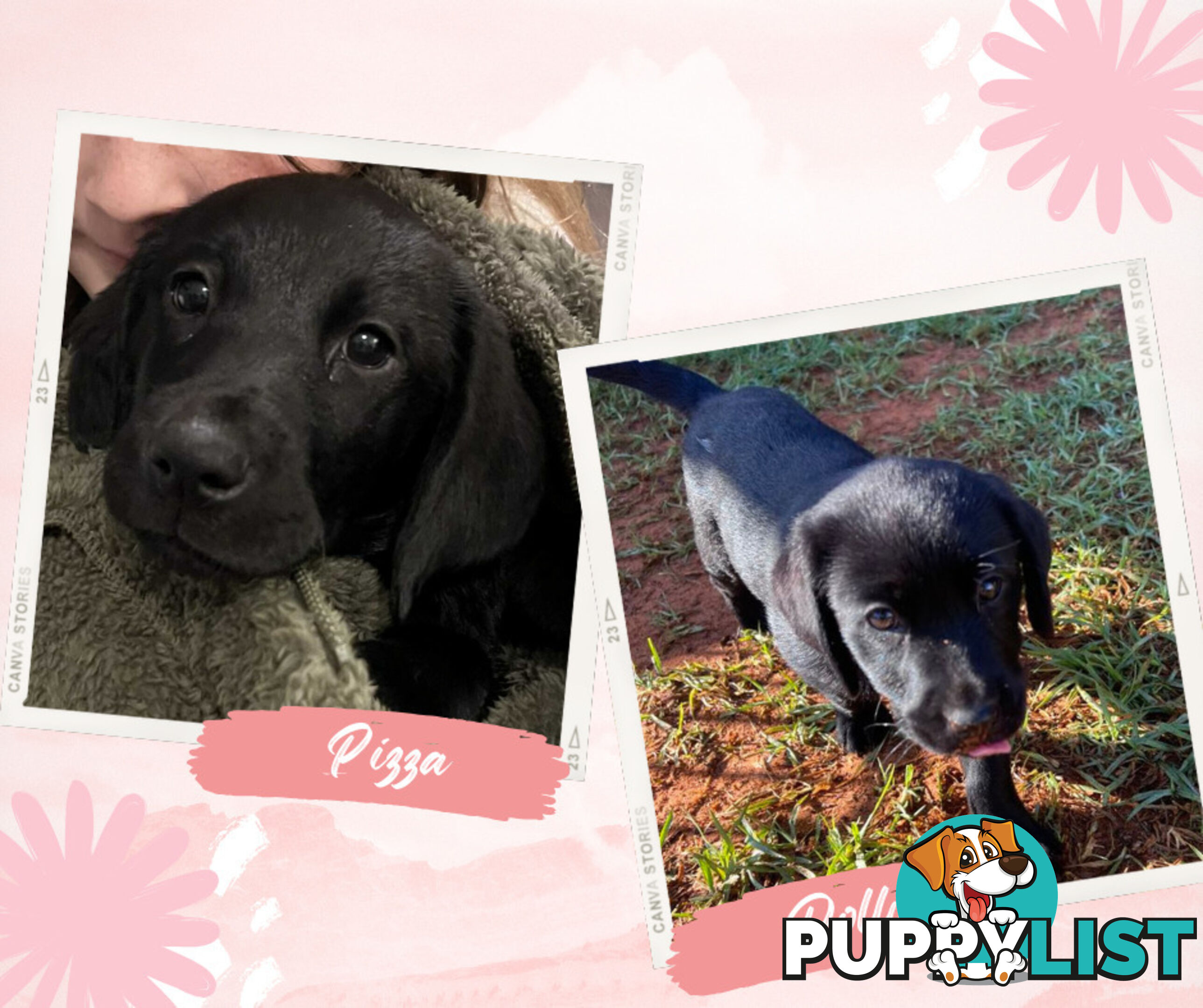 Purebred Black Labrador Puppies - Available Now