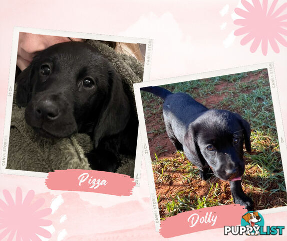 Purebred Black Labrador Puppies - Available Now