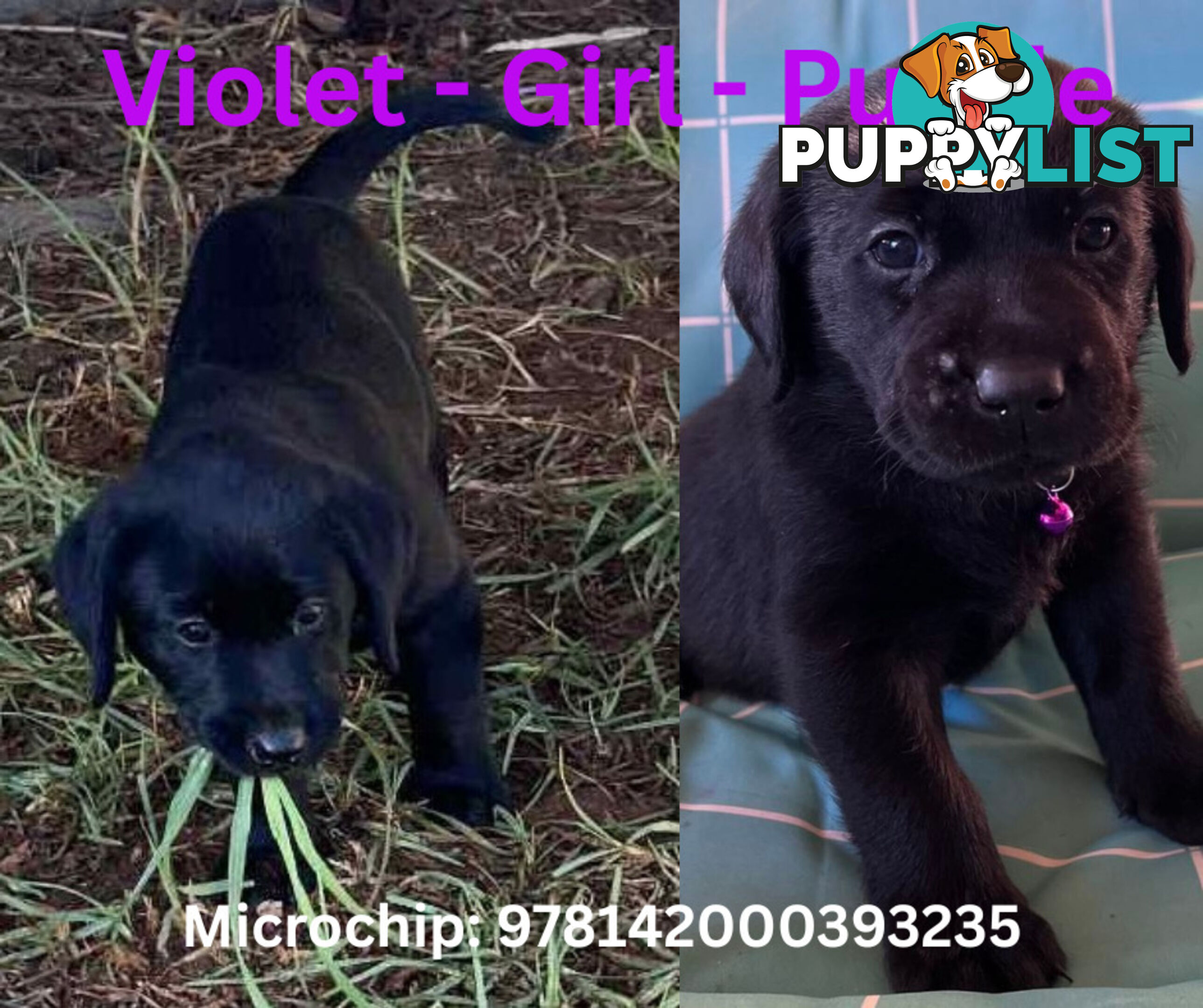 Purebred Black Labrador Puppies - Available Now