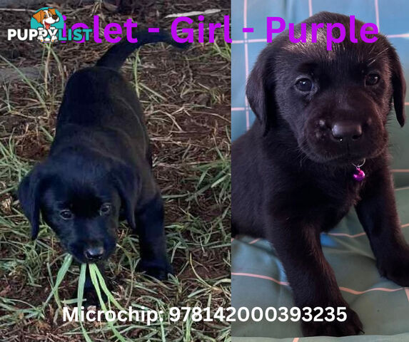 Purebred Black Labrador Puppies - Available Now