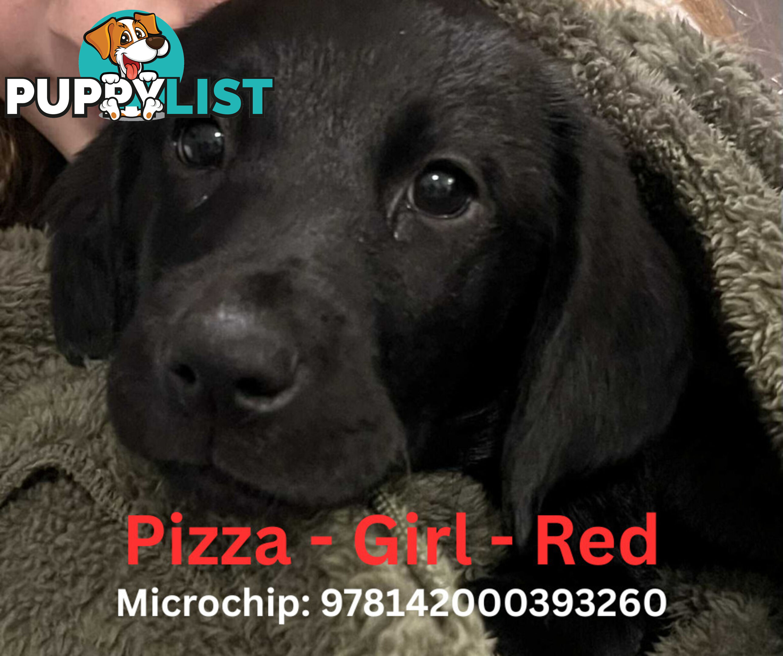 Purebred Black Labrador Puppies - Available Now