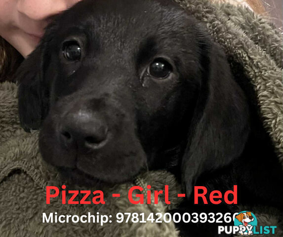 Purebred Black Labrador Puppies - Available Now