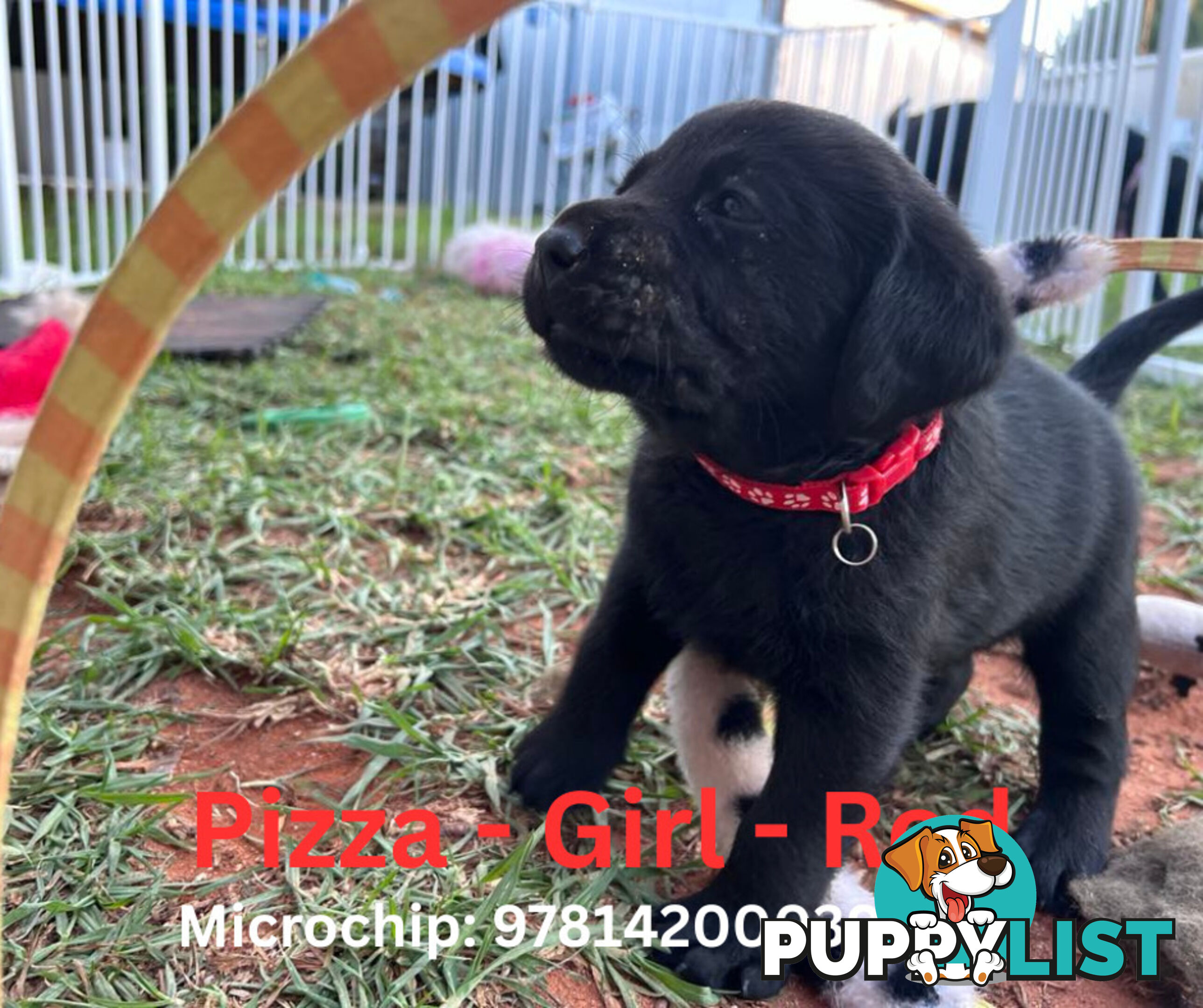 Purebred Black Labrador Puppies - Available Now