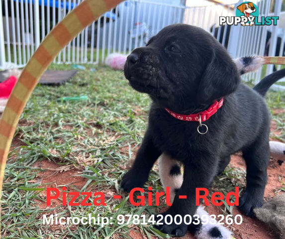 Purebred Black Labrador Puppies - Available Now