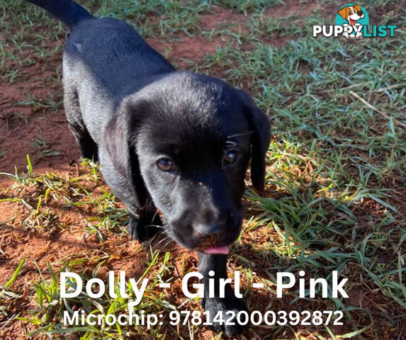 Purebred Black Labrador Puppies - Available Now