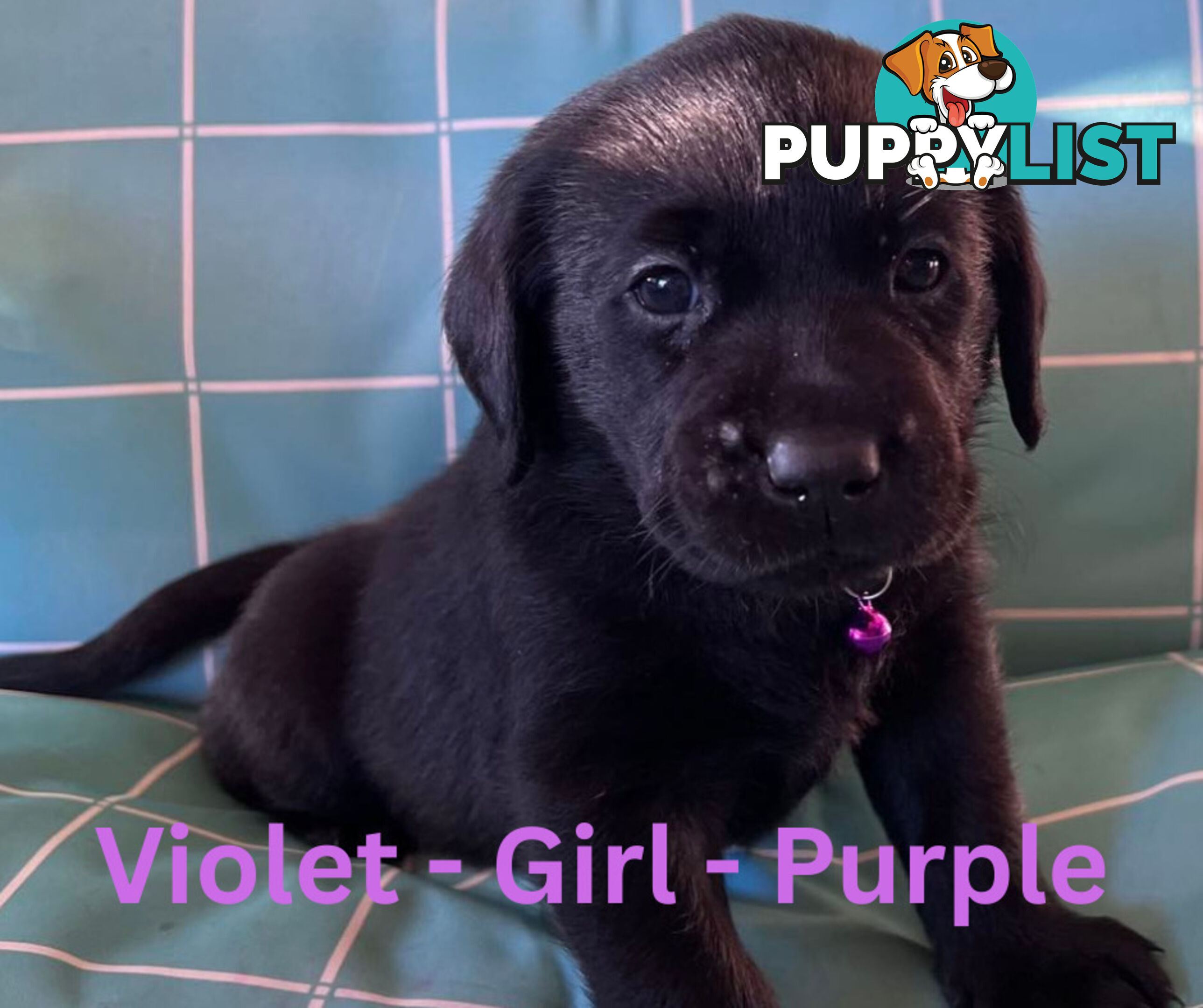 Purebred Black Labrador Puppies
