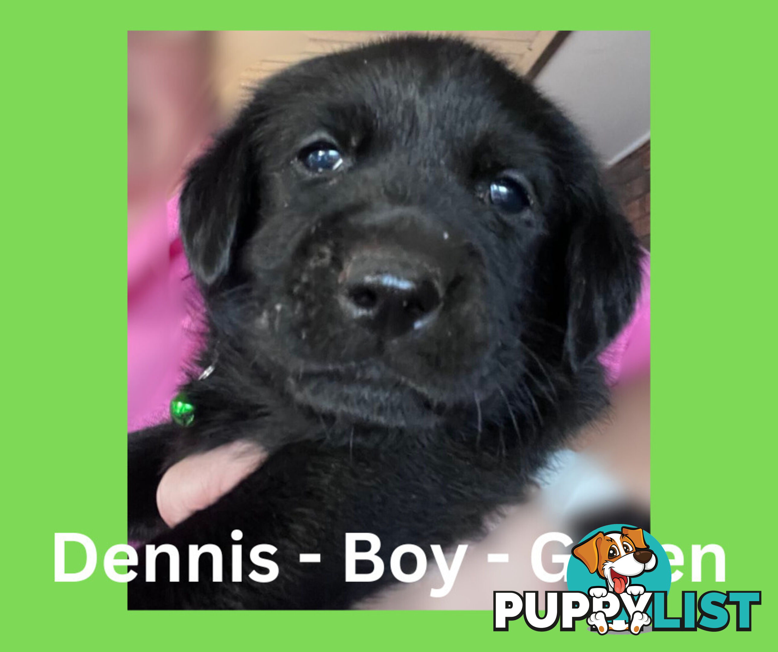 Purebred Black Labrador Puppies