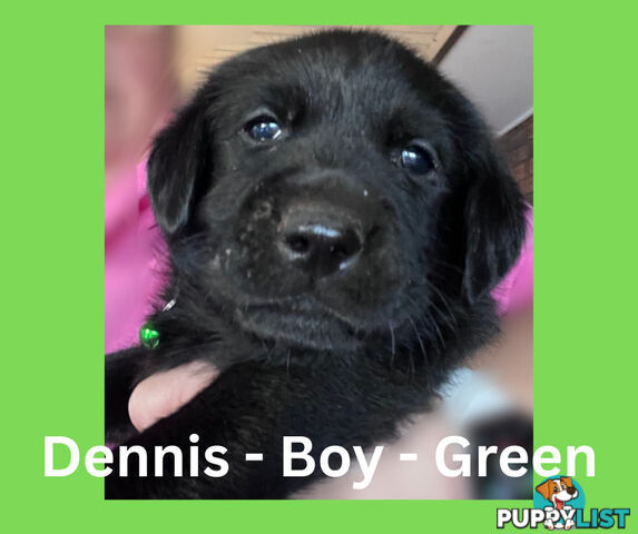 Purebred Black Labrador Puppies