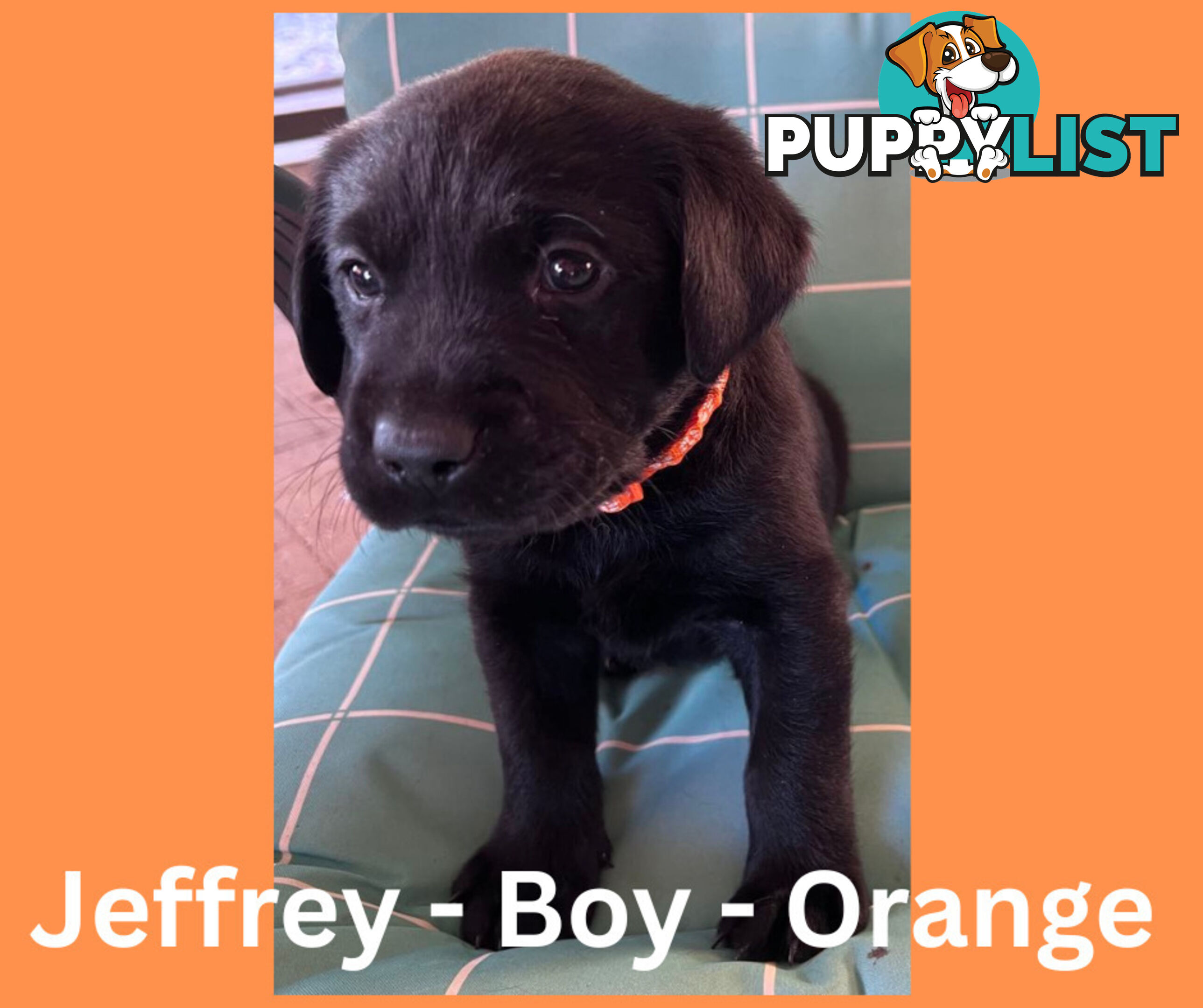 Purebred Black Labrador Puppies