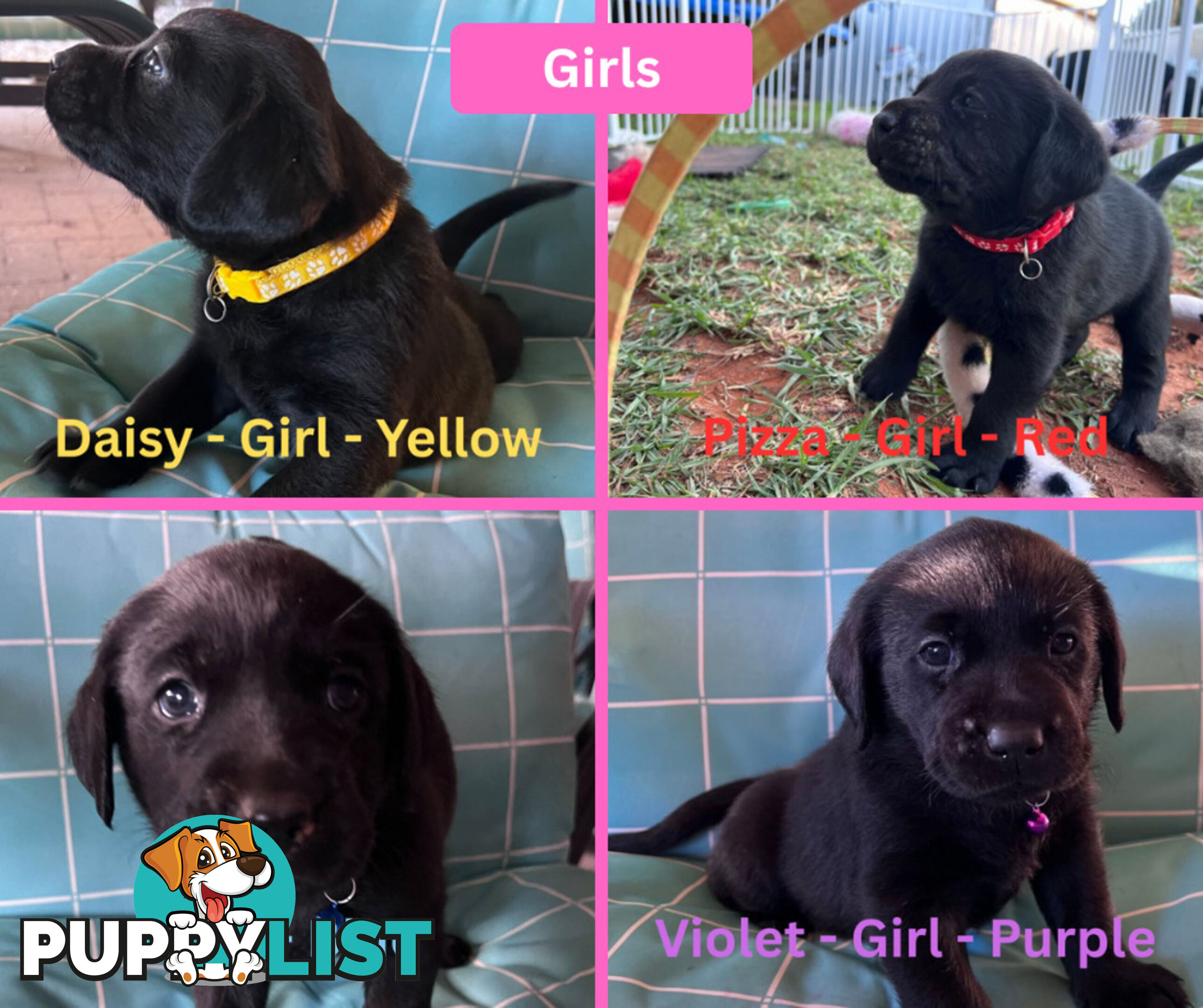 Purebred Black Labrador Puppies