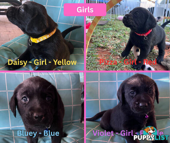 Purebred Black Labrador Puppies
