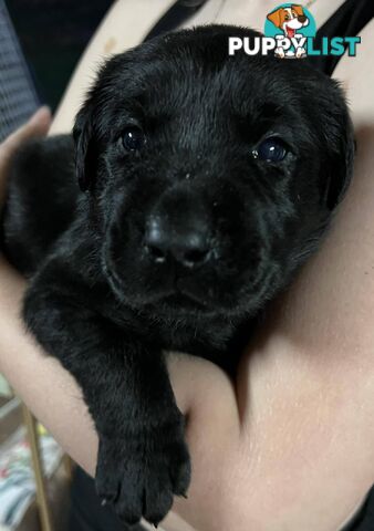 Purebred Black Labrador Puppies