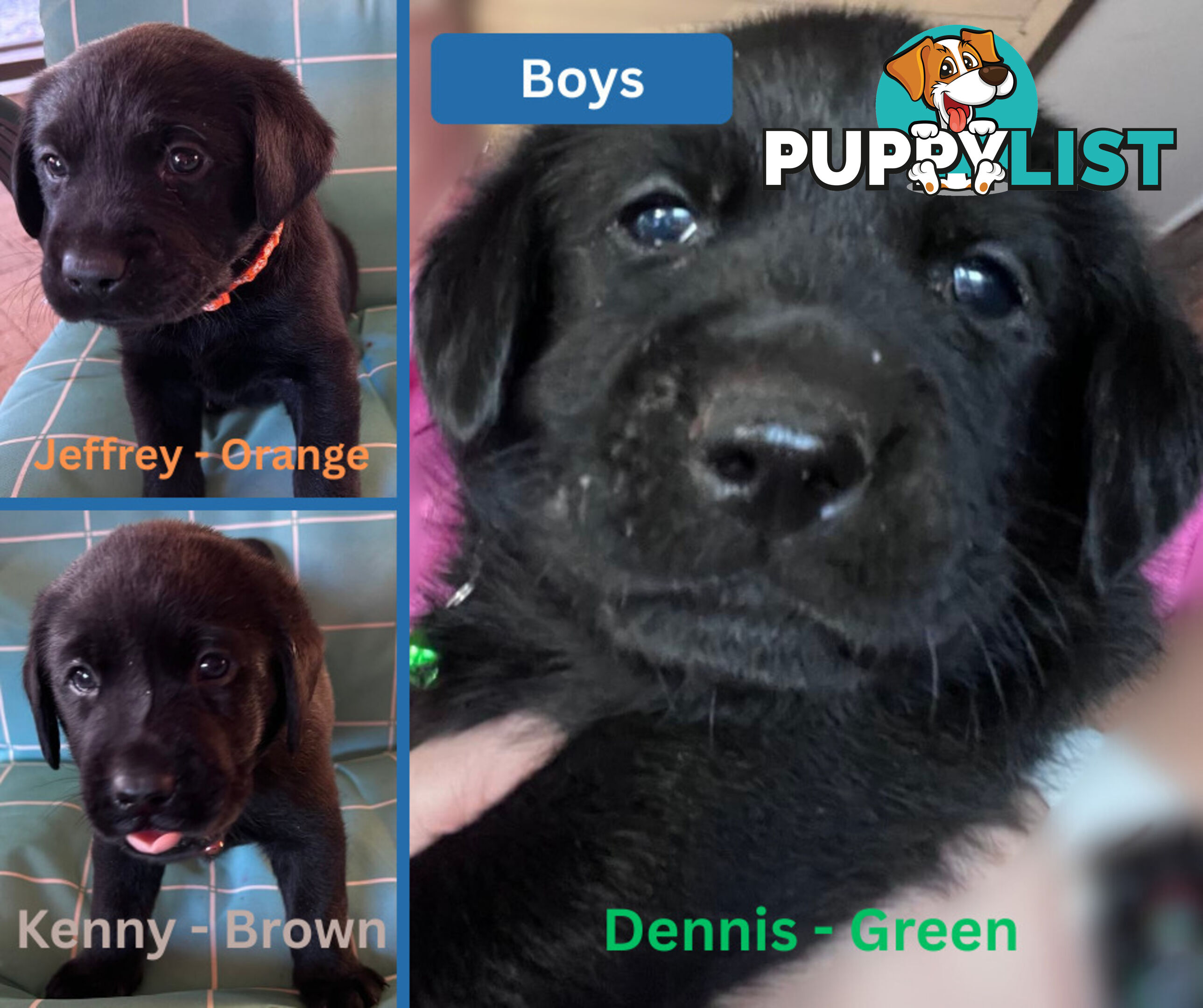 Purebred Black Labrador Puppies
