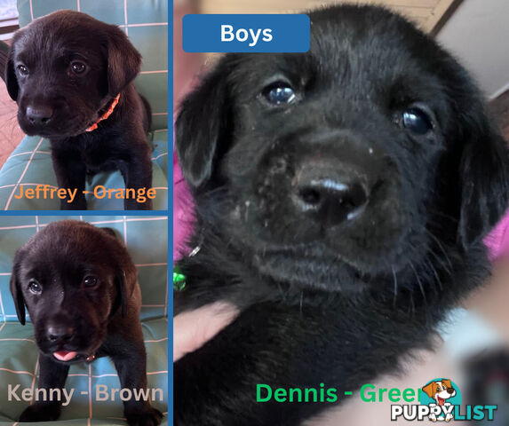 Purebred Black Labrador Puppies