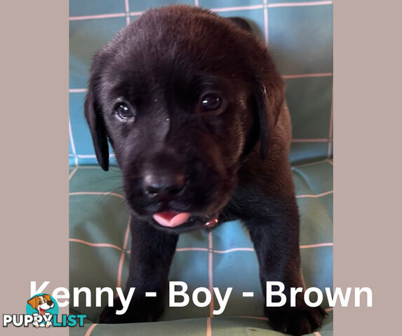 Purebred Black Labrador Puppies
