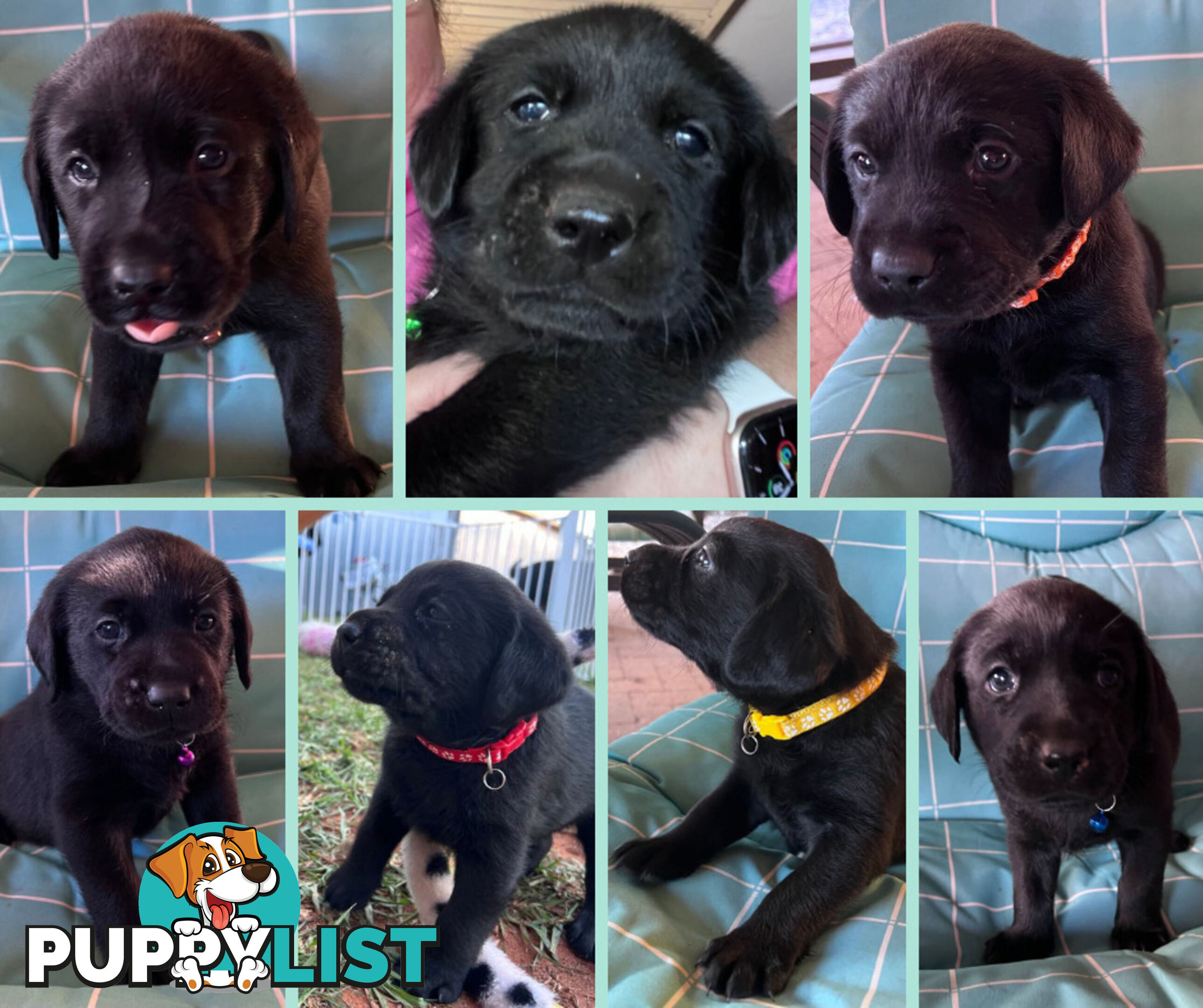 Purebred Black Labrador Puppies