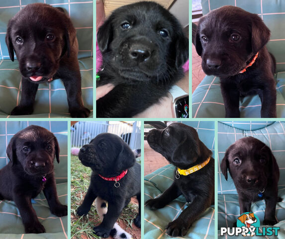 Purebred Black Labrador Puppies