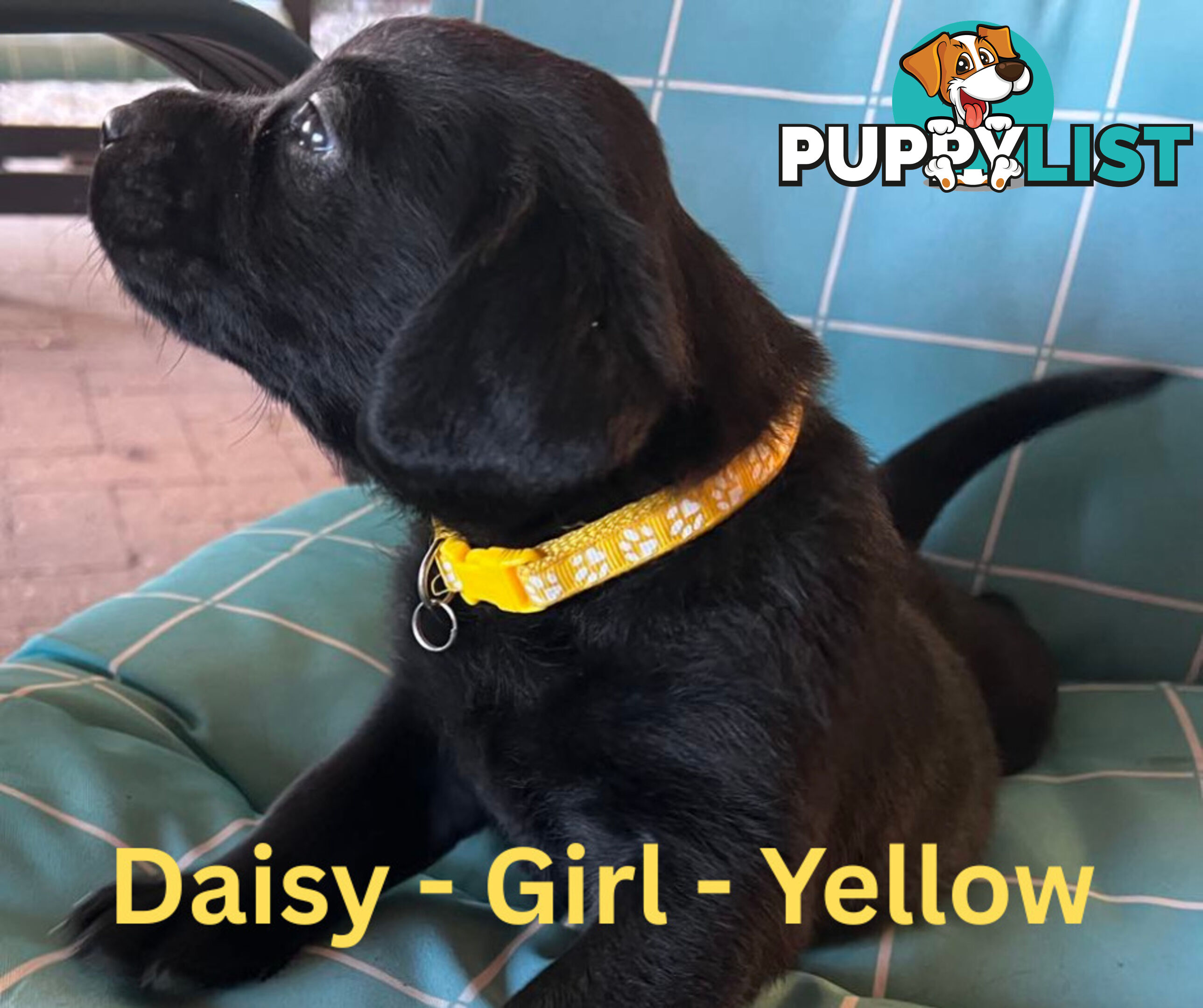 Purebred Black Labrador Puppies