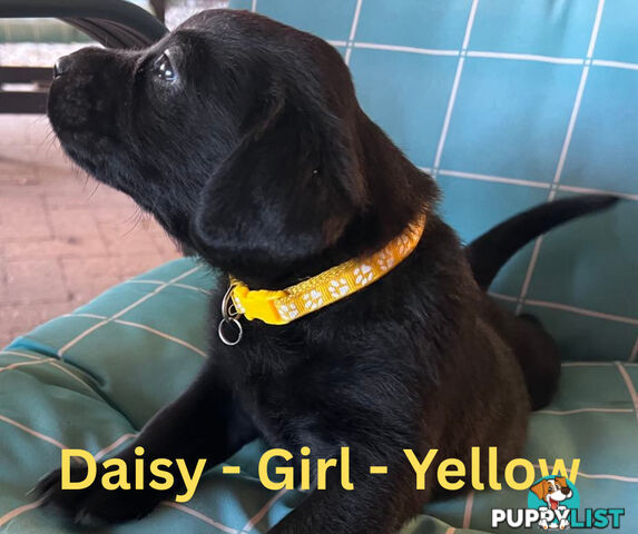 Purebred Black Labrador Puppies