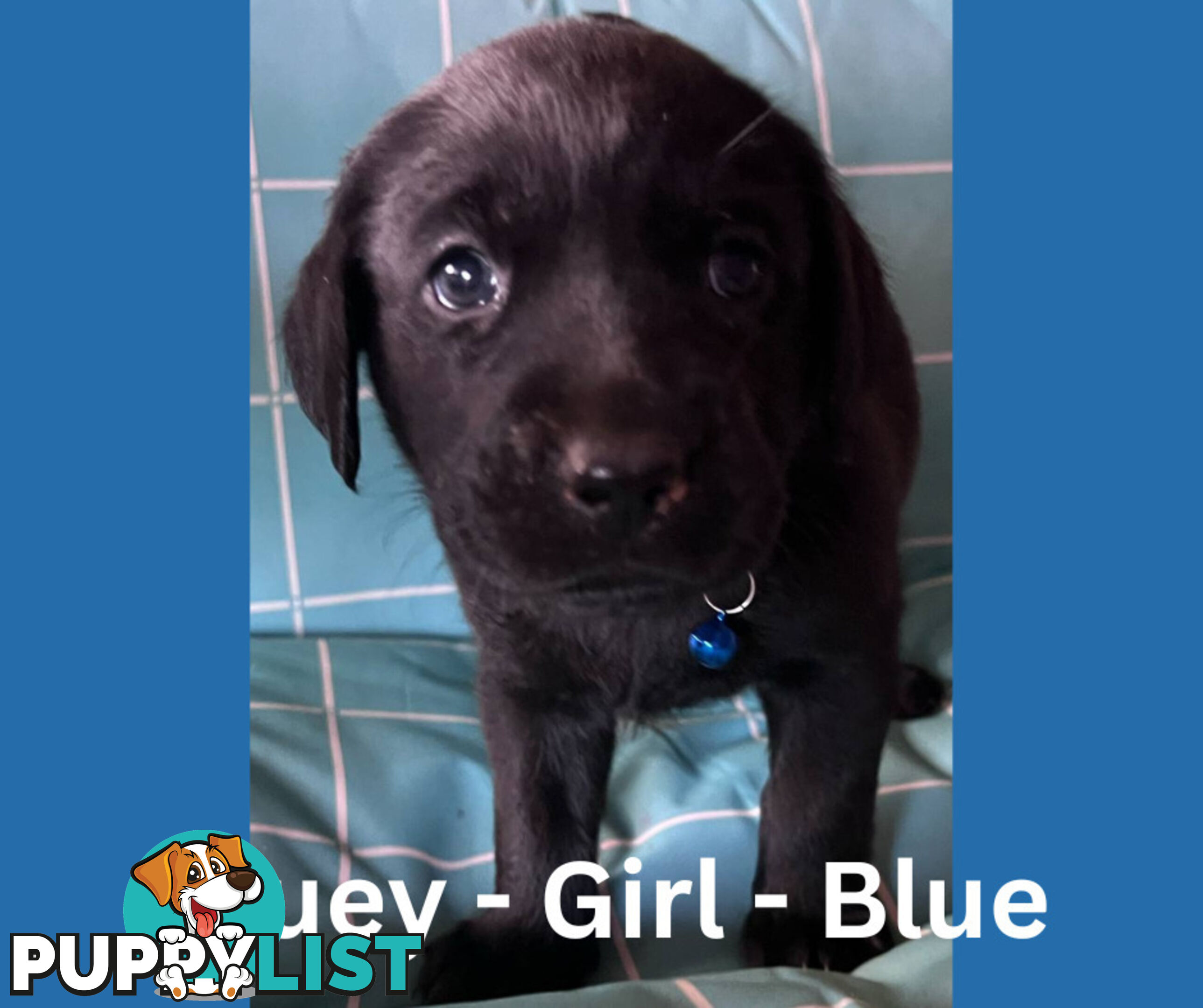 Purebred Black Labrador Puppies