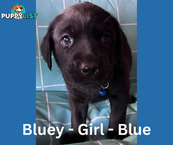 Purebred Black Labrador Puppies
