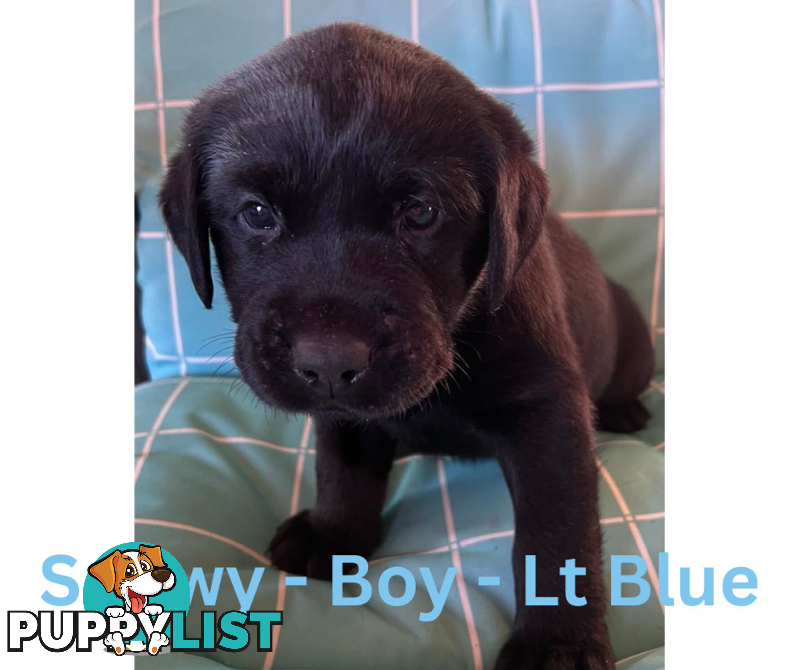 Purebred Black Labrador Puppies