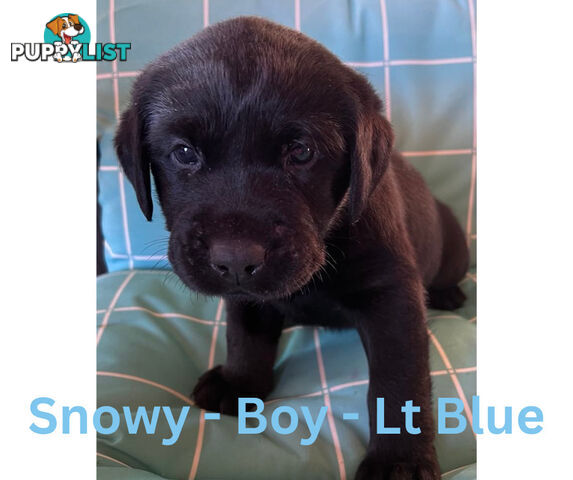 Purebred Black Labrador Puppies