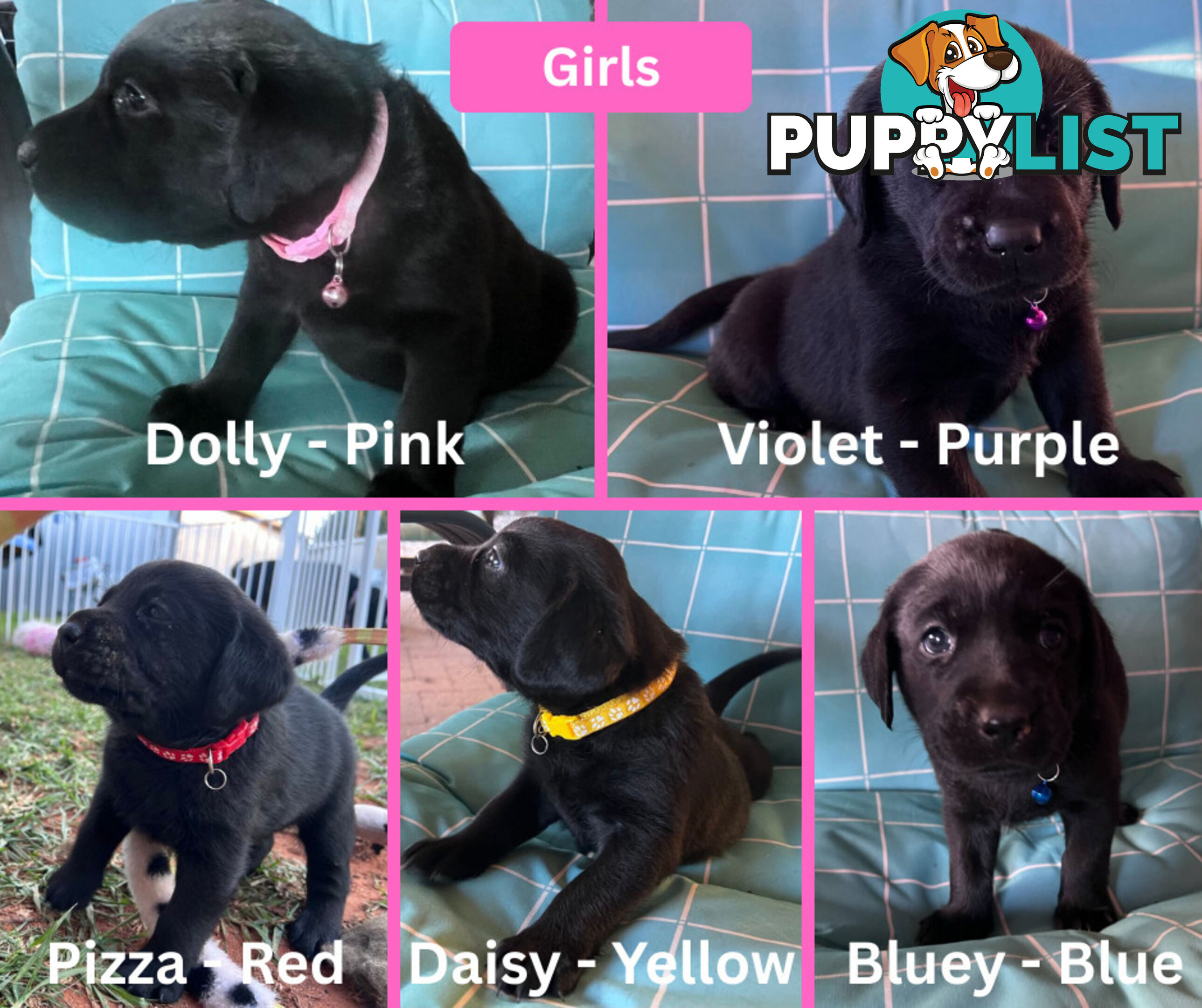 Purebred Black Labrador Puppies