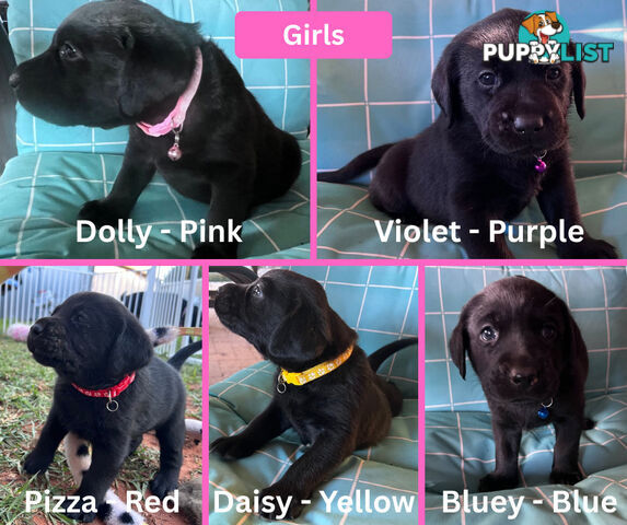 Purebred Black Labrador Puppies