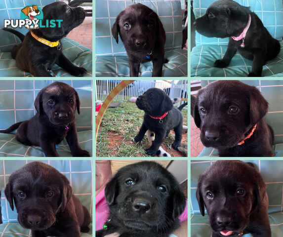 Purebred Black Labrador Puppies
