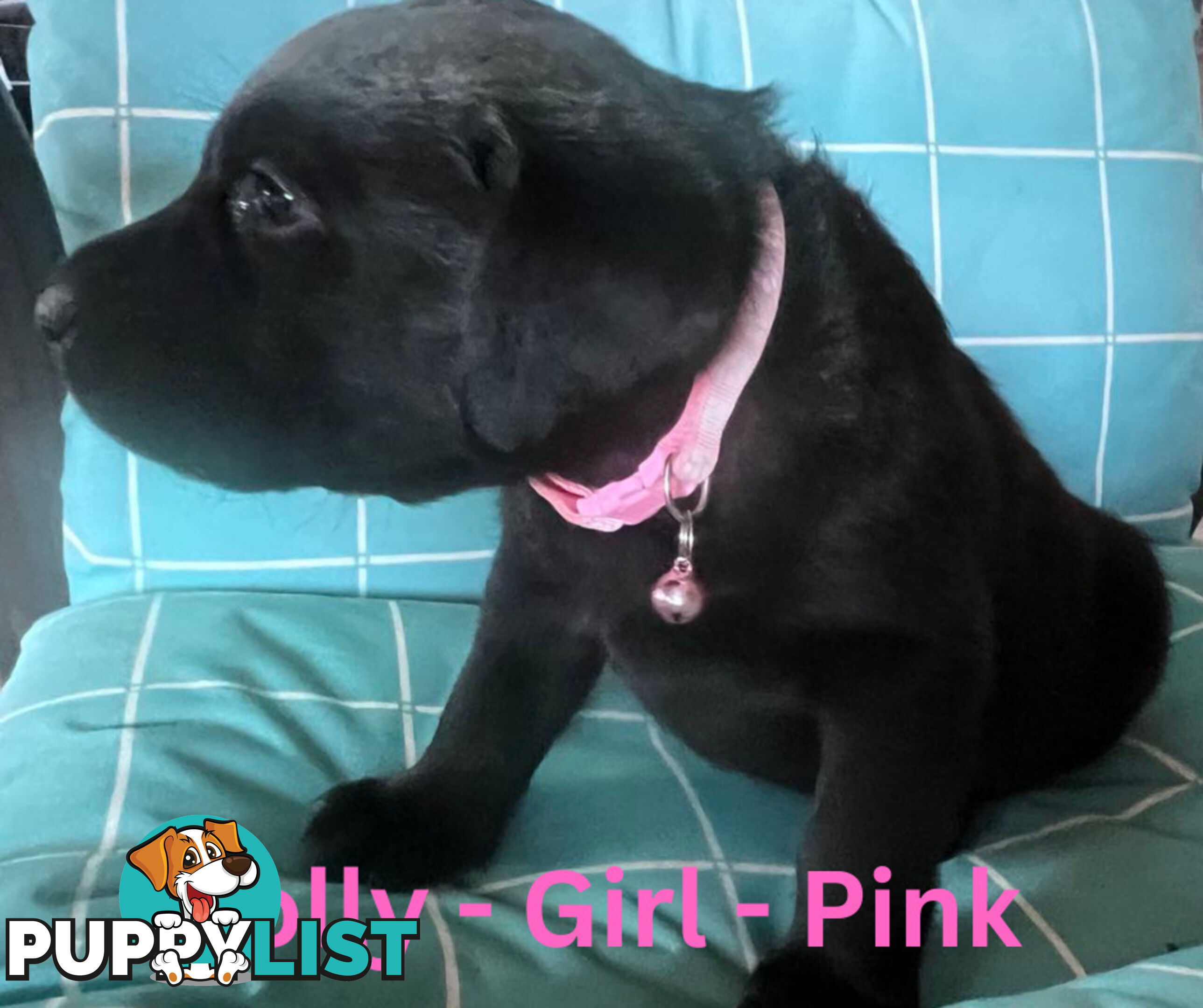 Purebred Black Labrador Puppies