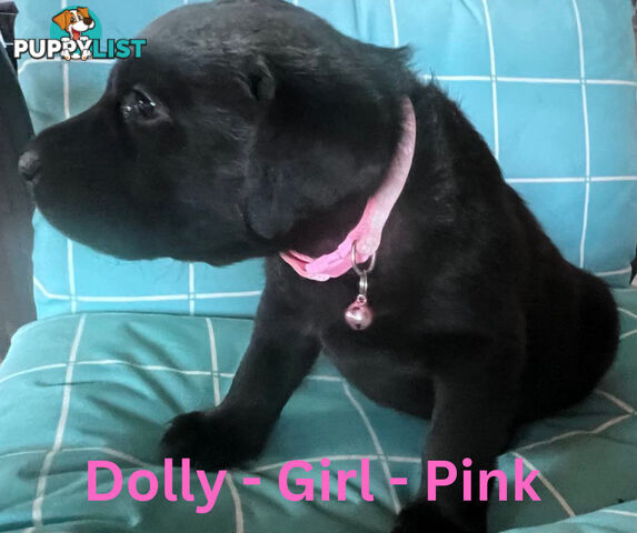 Purebred Black Labrador Puppies