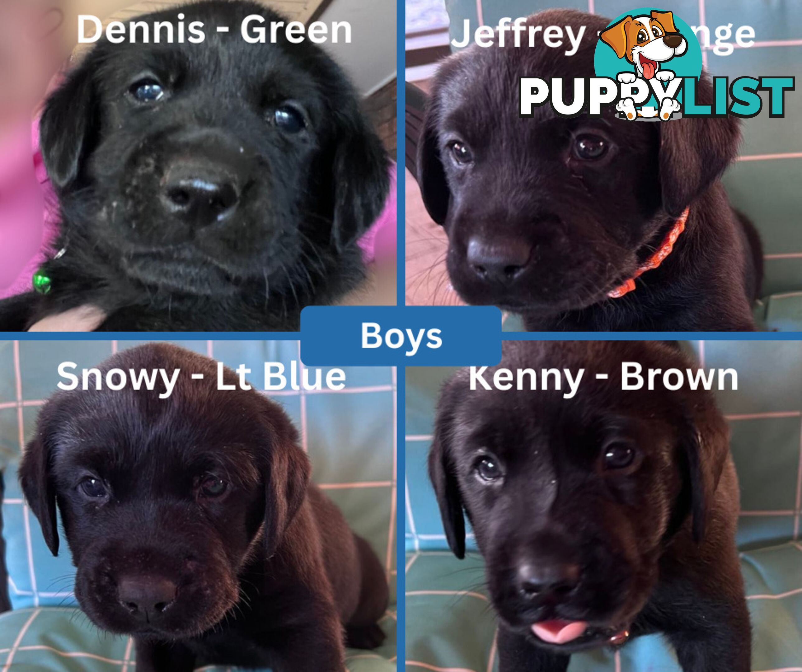 Purebred Black Labrador Puppies