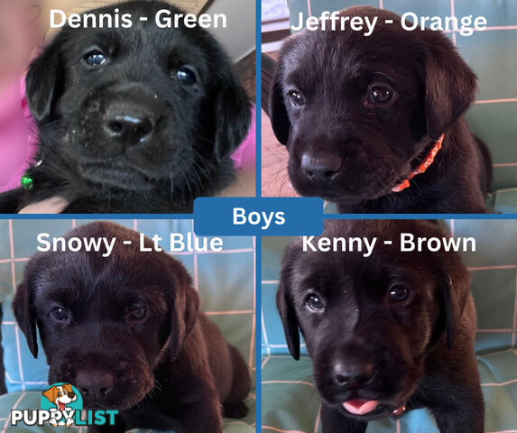 Purebred Black Labrador Puppies