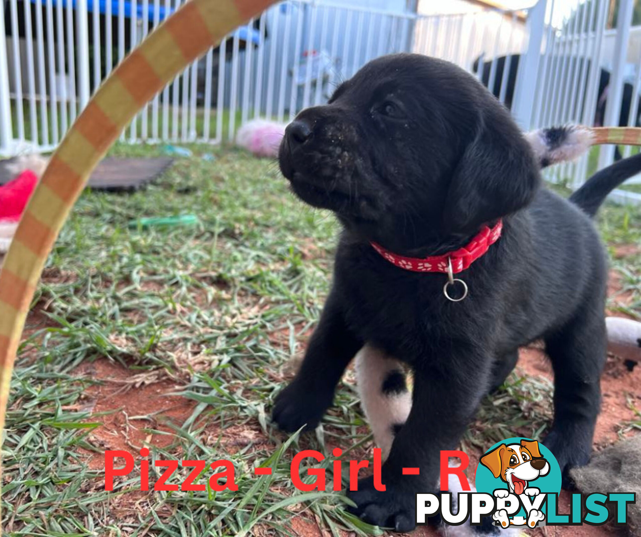Purebred Black Labrador Puppies