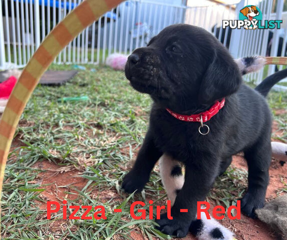 Purebred Black Labrador Puppies
