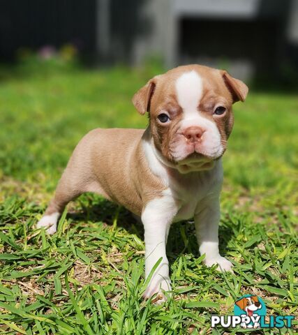 Boston terrier puppies