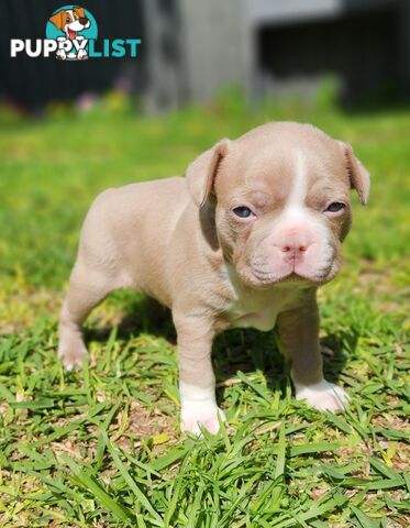 Boston terrier puppies