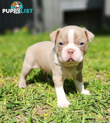 Boston terrier puppies