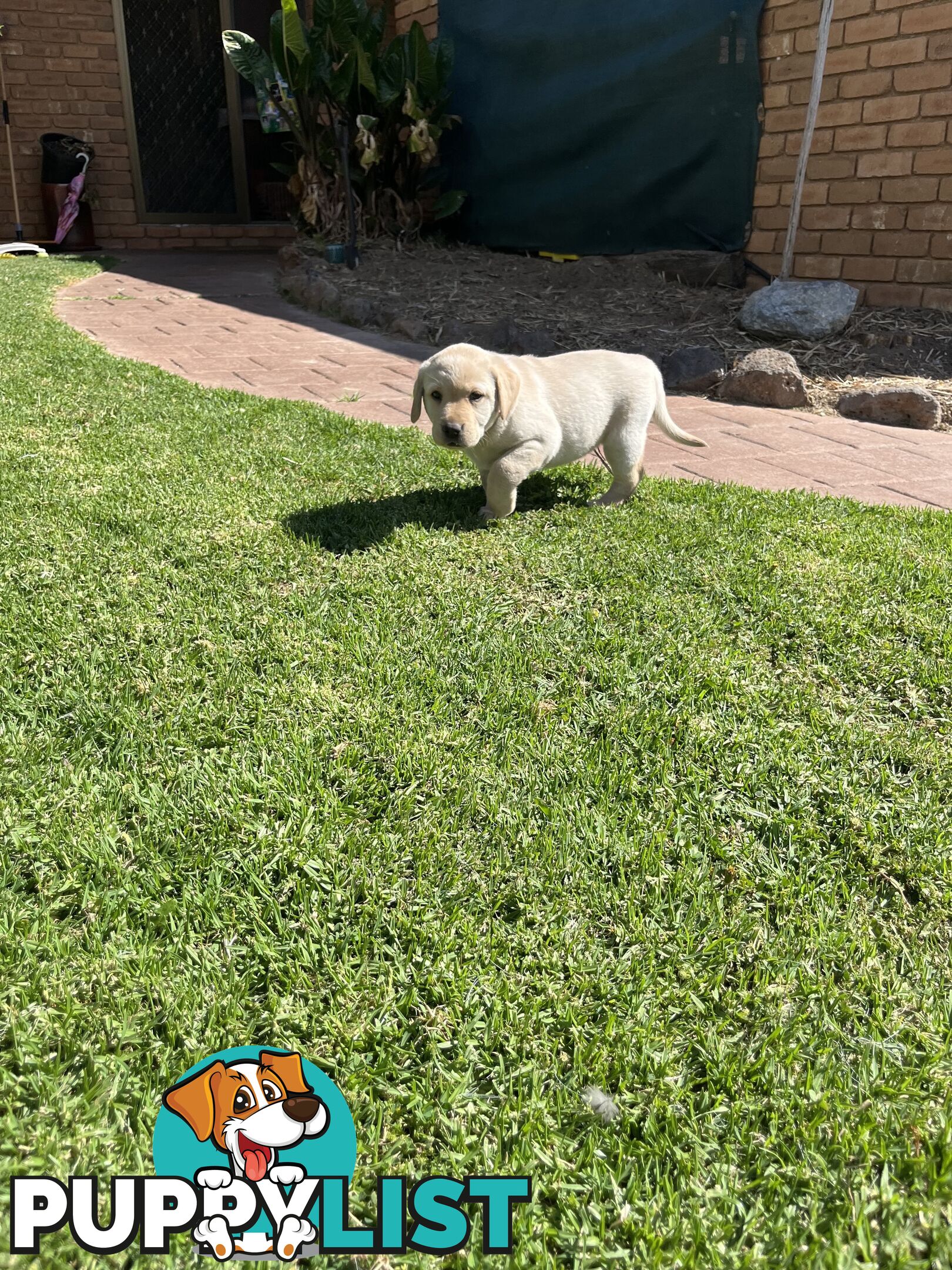 Gorgeous Pure bred Labrador Puppy