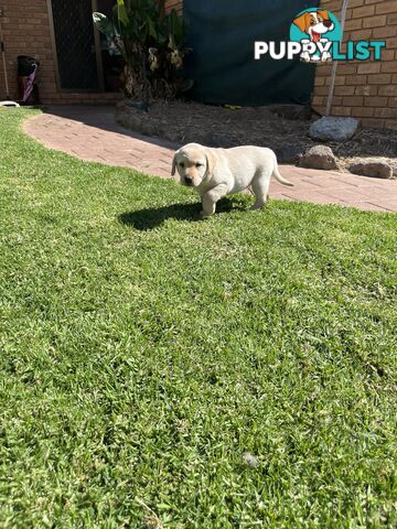 Gorgeous Pure bred Labrador Puppy